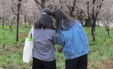 暮春过公园见牡丹凋落有怀 作者 平炎 闲步芳园意未休 残红狼藉惹人愁