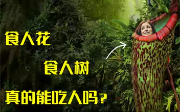 吃人树吃人事件一 马达加斯加的一些地方 有一种会吃人的树