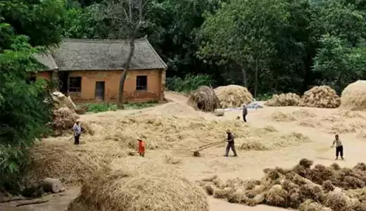 小时候农村收麦子的场景
