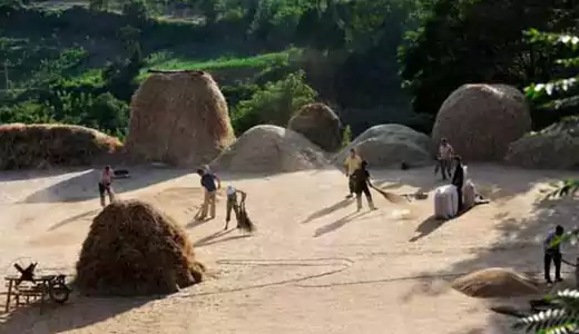 小时候农村收麦子的场景