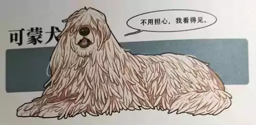 长得像拖把的狗--可蒙犬 又叫匈牙利牧羊犬