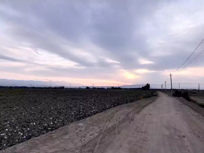 十月新疆托里的棉花地