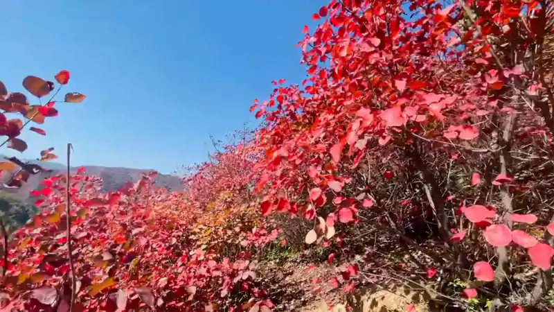 金秋的红叶映衬着蓝天让人心旷神怡