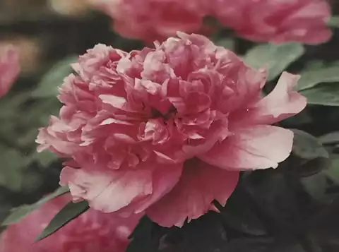 洛阳牡丹品种究竟有多少种-其实已经达到1300种左右