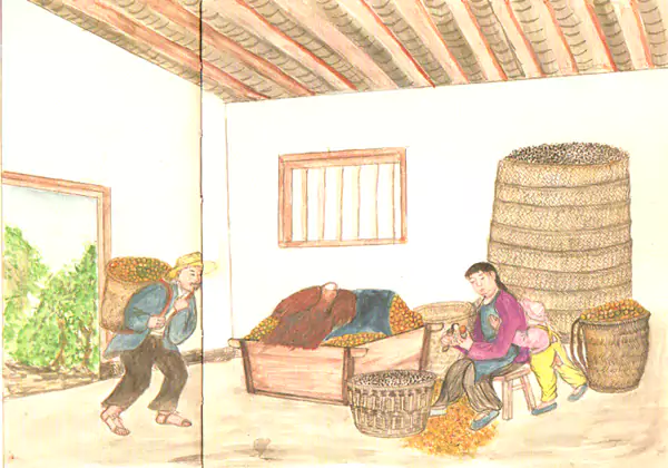 挖桐子米  重庆山区的桐子树特别多-往事入画