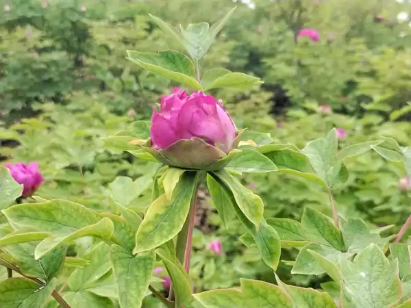 《牡丹之温柔揉在我心》-第41届洛阳牡丹花会文章之一