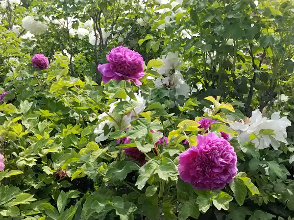 婀娜多姿迷人眼 百看不厌牡丹花 41届牡丹花会王城公园-牡丹欣赏之一