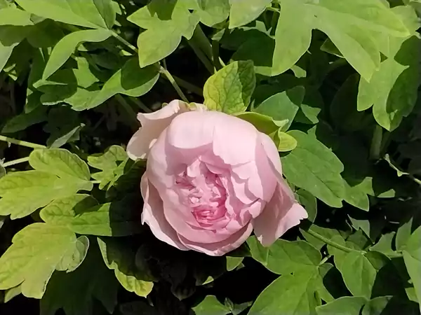 婀娜多姿迷人眼 百看不厌牡丹花 41届牡丹花会王城公园-牡丹欣赏之一