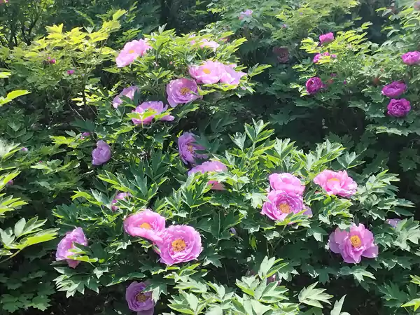 婀娜多姿迷人眼 百看不厌牡丹花 41届牡丹花会王城公园-牡丹欣赏之一