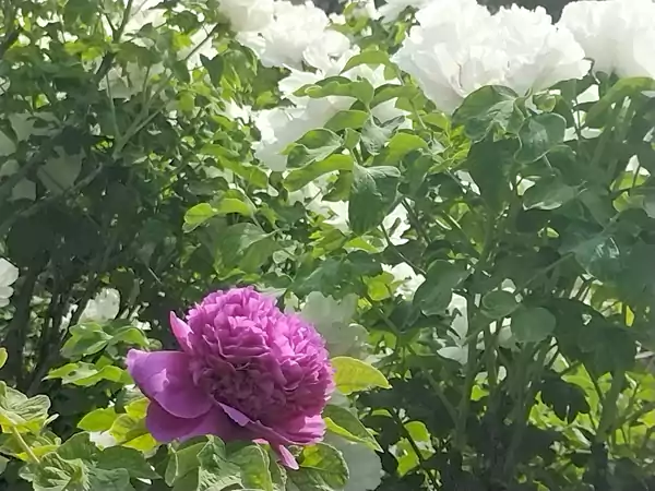 婀娜多姿迷人眼 百看不厌牡丹花 41届牡丹花会王城公园-牡丹欣赏之一