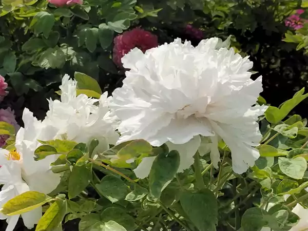 婀娜多姿迷人眼 百看不厌牡丹花 41届牡丹花会王城公园-牡丹欣赏之一