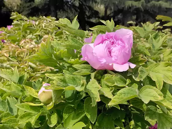婀娜多姿迷人眼 百看不厌牡丹花 41届牡丹花会王城公园-牡丹欣赏之一