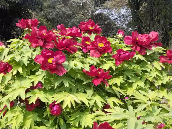 婀娜多姿迷人眼 百看不厌牡丹花 41届牡丹花会王城公园-牡丹欣赏之一
