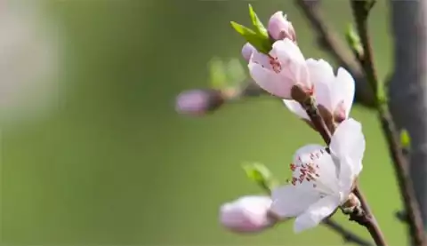 春 从来不语 却温柔了世界 花 从来不言 却芬芳了人间