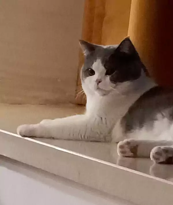 猫-一种优雅又神秘的生物 总是以它独特的魅力吸引着人们的目光