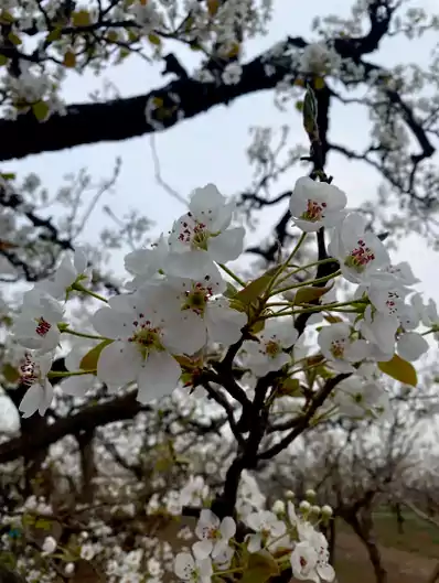 《梨花瓣》春风轻拂梨花开 如雪花瓣漫天来 翩翩飘落似蝶舞 静卧草丛映绿苔