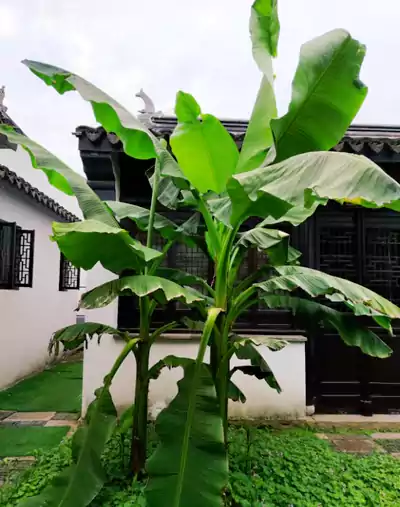 《初冬傍晚的芭蕉》三首欣赏 作者艾吾 初冬向晚暮云低 蕉叶残黄映冷溪