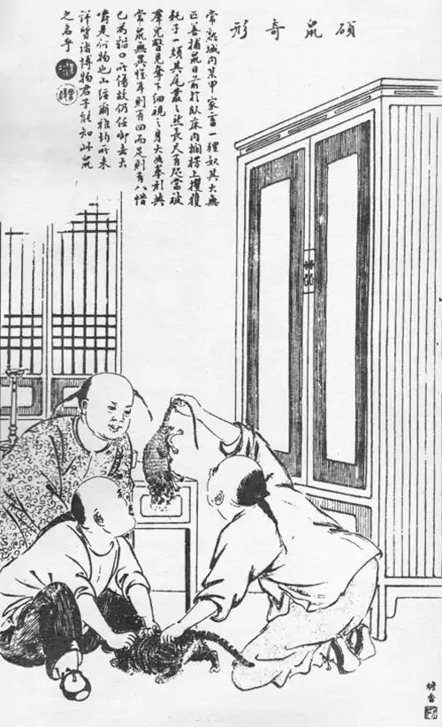 硕鼠奇形  常熟城内某甲 家畜一狸奴 其大无匹 善捕鼠