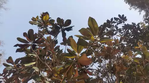 七律二首《枇杷树》《早春》独守园隅意自遐 繁枝翠叶覆金裟