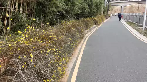 七律迎春花二首 寒威未尽绽金黄 独领春光第一芳 瘦影纤枝凝晓露