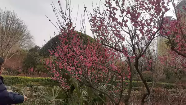 王城公园的春色  其一 王城春日好 胜景醉眸瞳 柳线垂青岸 桃腮映碧空