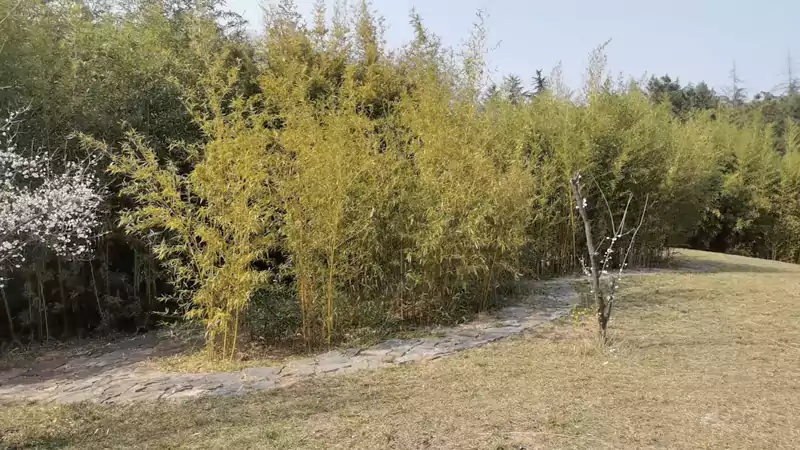 三月十日游国花园遇一仙境 春日闲游国花园 修篁围翠映蓝天