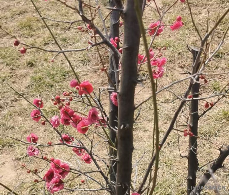 三月十日游国花园遇一仙境 春日闲游国花园 修篁围翠映蓝天