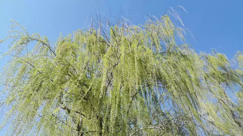 三月十九日游大运河文化公园 这日阳光明媚到处一片春意即兴写七律四首