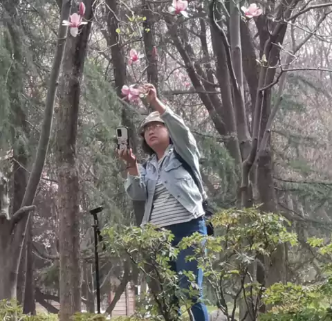 五律咏玉兰花两首  春信玉兰知 琼花绽满枝 仙姿凝玉骨 素影映清池