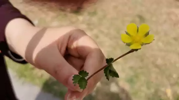 春天的周王城广场 春临洛邑王城处 翠柳摇风映碧空