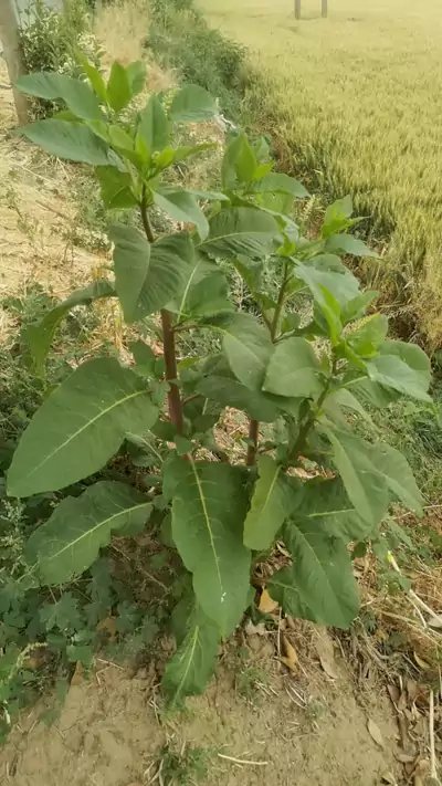 洛阳相公庄行记（今年夏季的天 像是孩童的脸）