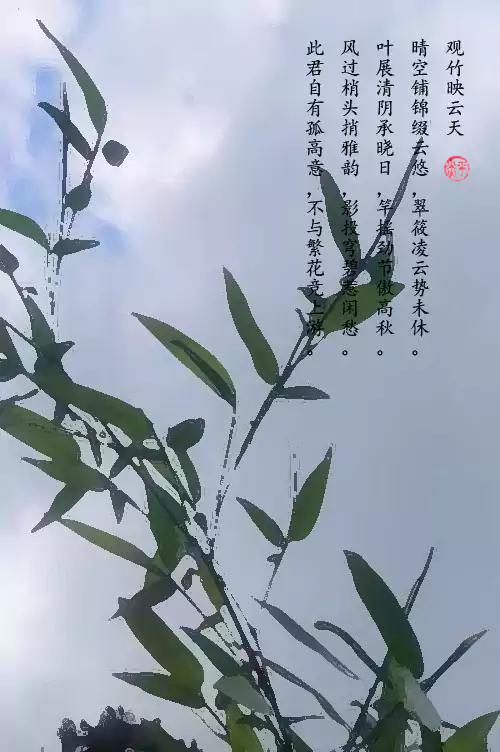 题竹-观竹映云天：晴空铺锦缀云悠 翠筱凌云势未休