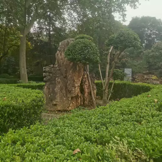 忆牡丹园石:园深藏古石 寂寂隐芳丛 曾匿娇娃影 惊牵慈父衷
