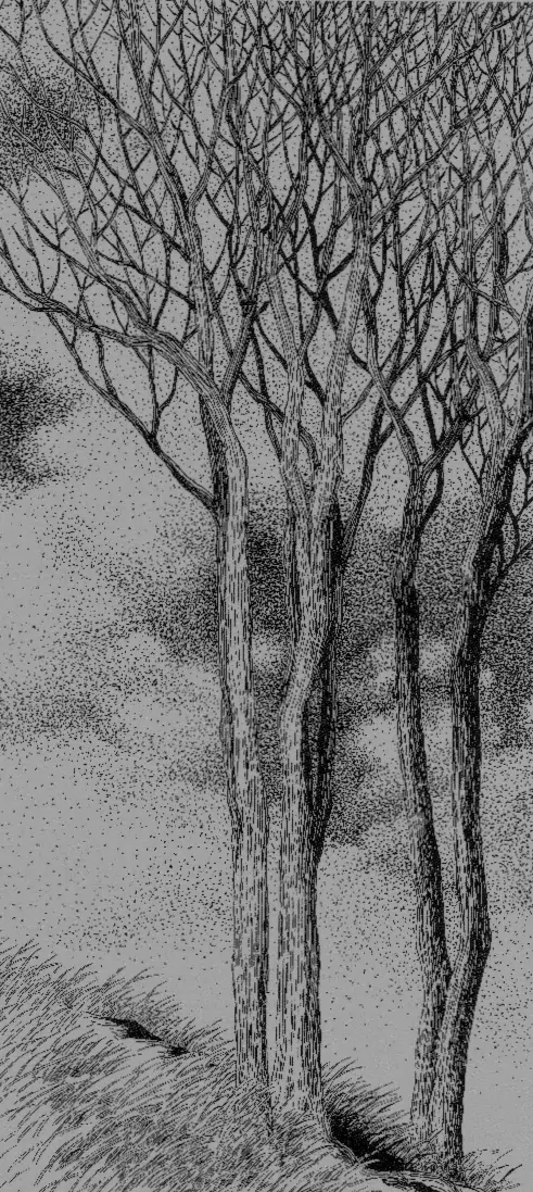 七言排律-寒林孤影：看画写诗