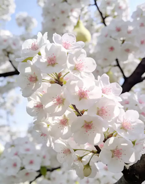 五言排律美诗-春暖梨花开：淑气催新律 寒消万物昌