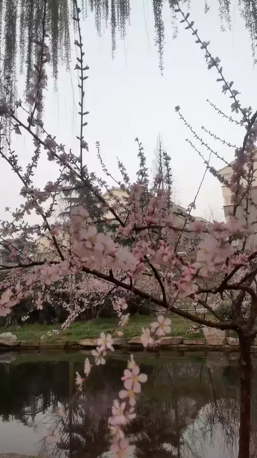 七言排律-瀍河春晨五章：晓岸垂丝拂水轻