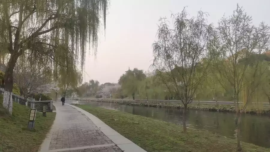 七言排律-瀍河春晨五章:晓岸垂丝拂水轻 七言排律-瀍河春晨五章:晓岸垂丝拂水轻