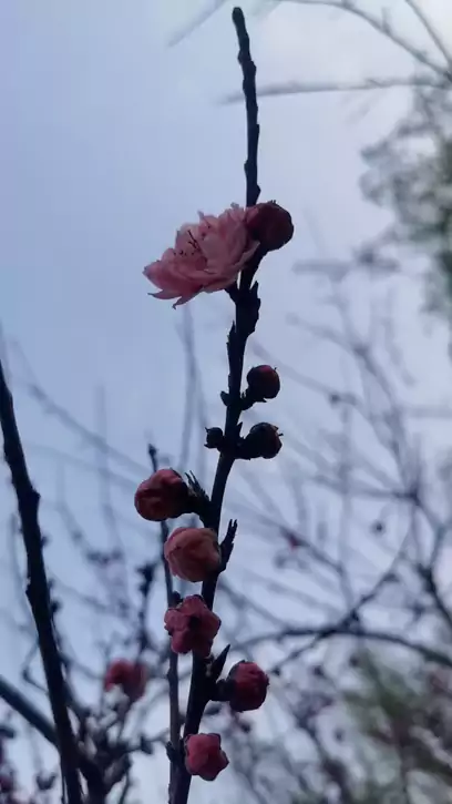 词两首-卜算子・梅枝初绽 清平乐・梅梢