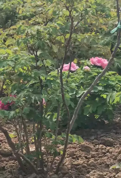 排律-王城寻牡丹未盛：三朝前过王城苑 独见丹葩一点殷