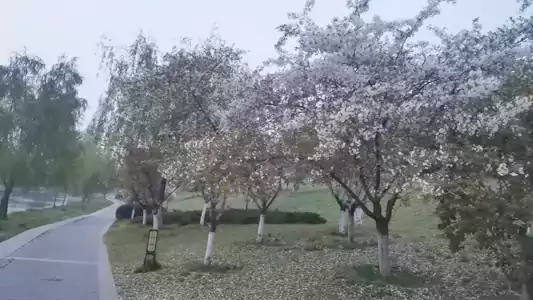 美诗-清晨散步在大运河文化公园