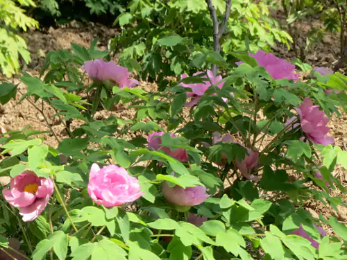 4月1日去王城公园见牡丹盛开写诗四首赞之