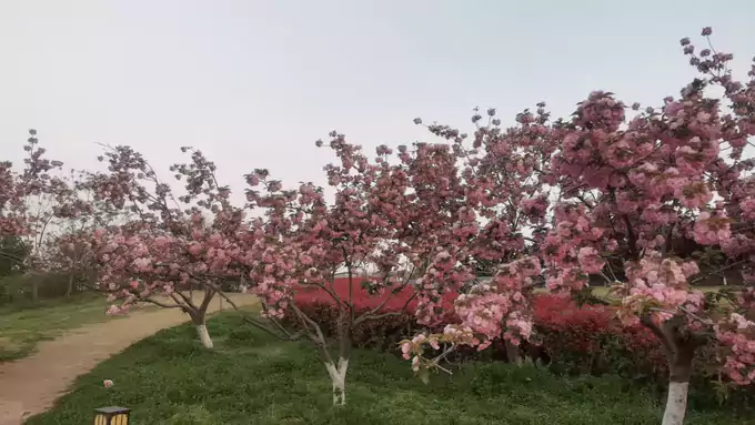 晚樱赋:东风软拂洛城春 烟景初开碧草茵