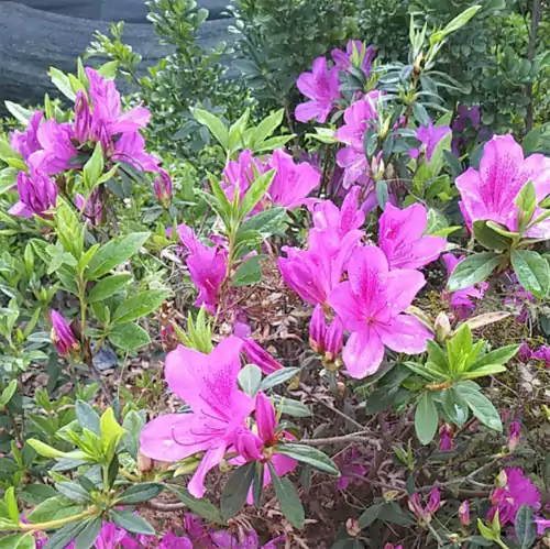 咏杜鹃四首：漫山红紫染烟霞 不借东风自著花