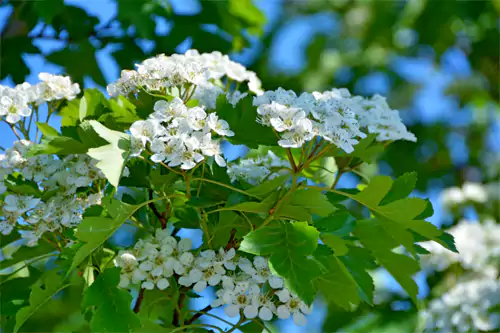 五言诗-咏山楂树：翠叶攒成伞 琼花缀满枝 不与群芳竞