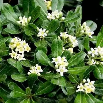 散文-海桐香：小区的风里 忽然飘来一缕甜香 不是春日桃李那样张扬的香