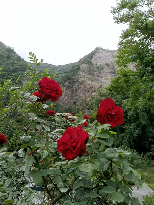 山畔红玫瑰：苍山如黛入云轻 石骨嶙峋映远晴