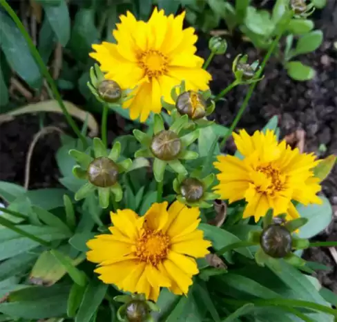 现代诗-金鸡菊的意象：石阶缝里的一点黄