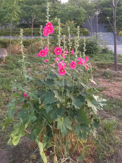 咏洛岸蜀葵两首：洛水堤边一丈红 初开三两照晴风