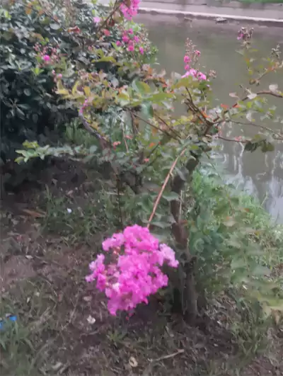 咏紫薇：岸畔幽丛绽艳妆 柔枝斜倚傍池塘