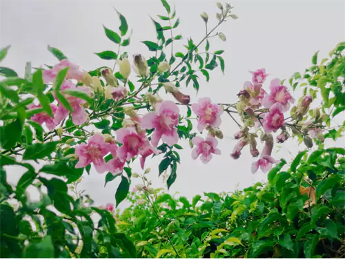 非洲凌霄：一丛绿漫出来  垂落一串串温柔的喇叭